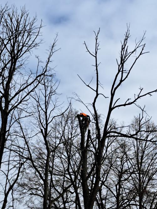 Výrub stromov v Štefanskej hute 