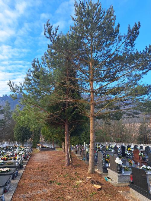 Výrub stromov na novom cintoríne a vizualizácia plánovaného rozšírenia nového cintorína 